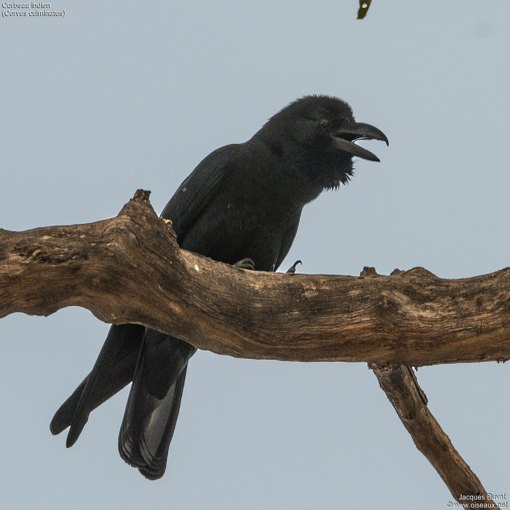 Indian Jungle Crowadult, close-up portrait, aspect, pigmentation, song