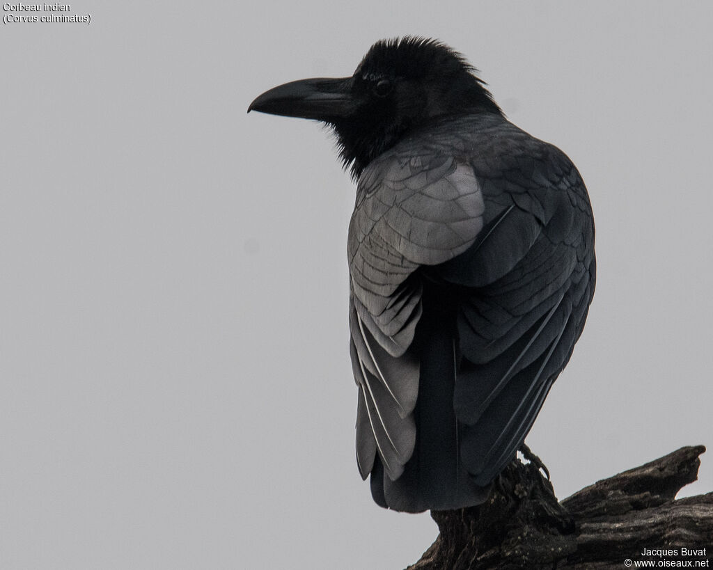 Corbeau indienadulte, portrait, composition, pigmentation