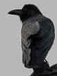 Corbeau indien