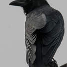 Corbeau indien