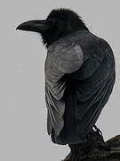 Indian Jungle Crow