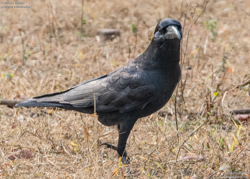 Corbeau indienadulte, portrait, composition, pigmentation