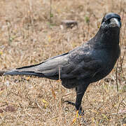 Indian Jungle Crow