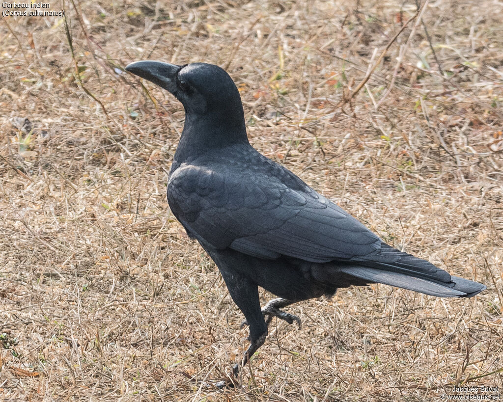 Corbeau indienadulte, portrait, composition, pigmentation