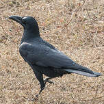 Corbeau indien