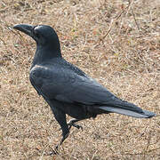 Indian Jungle Crow