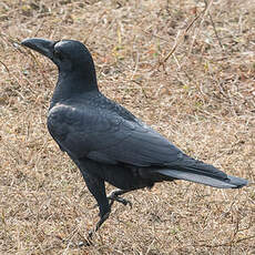 Corbeau indien