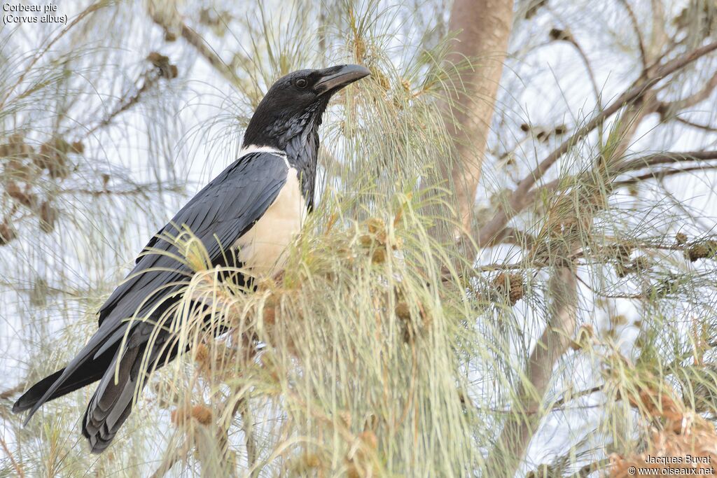 Pied Crowadult