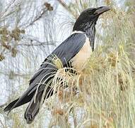 Pied Crow