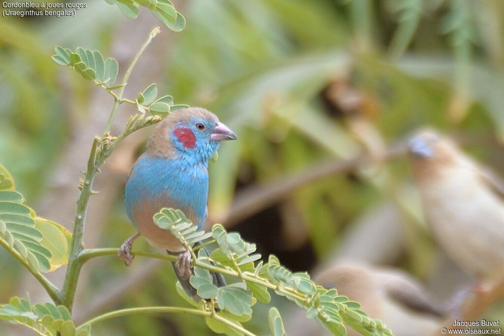 Red-cheeked Cordon-bleu male adult