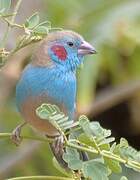 Cordonbleu à joues rouges