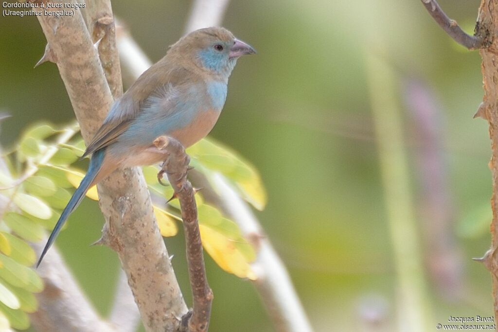 Cordonbleu à joues rouges femelle adulte