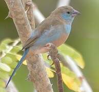 Red-cheeked Cordon-bleu