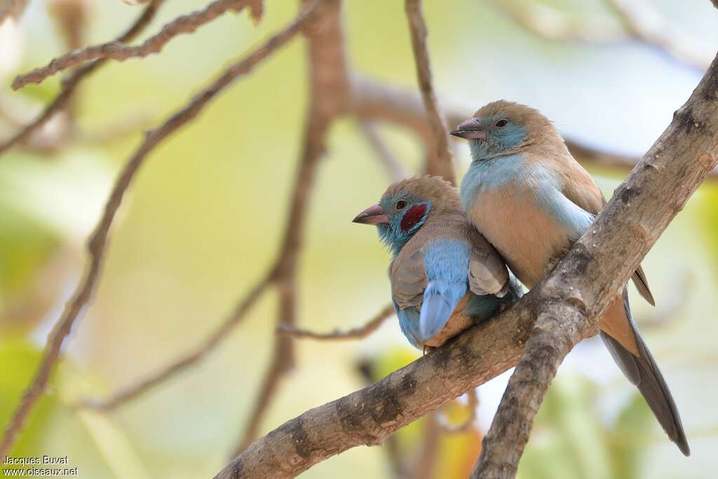 Red-cheeked Cordon-bleuadult, pigmentation