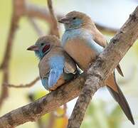 Red-cheeked Cordon-bleu