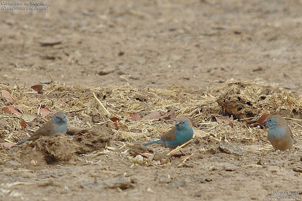 Blue Waxbilladult