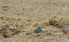 Blue Waxbill