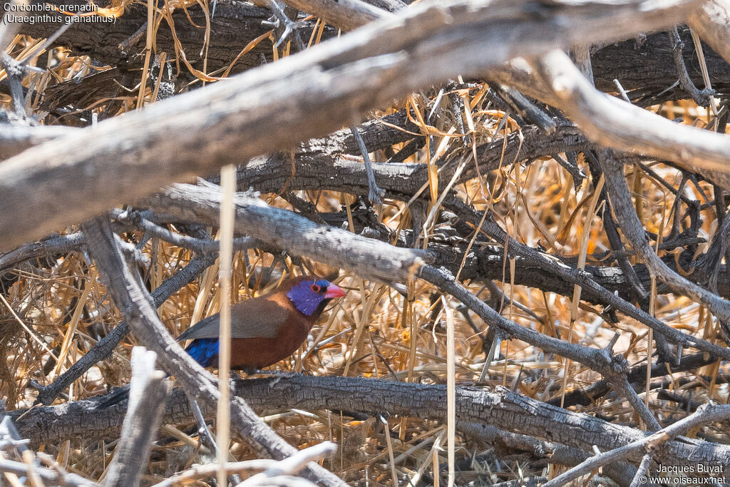 Violet-eared Waxbill male adult