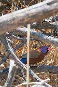 Violet-eared Waxbill