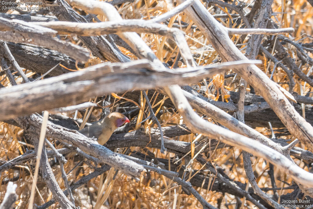 Violet-eared Waxbill female adult