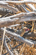 Violet-eared Waxbill