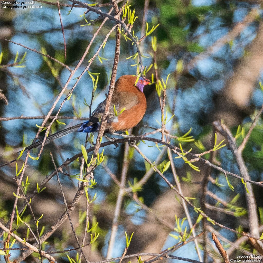 Violet-eared Waxbill male adult breeding, identification, aspect, pigmentation