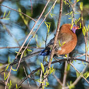 Violet-eared Waxbill