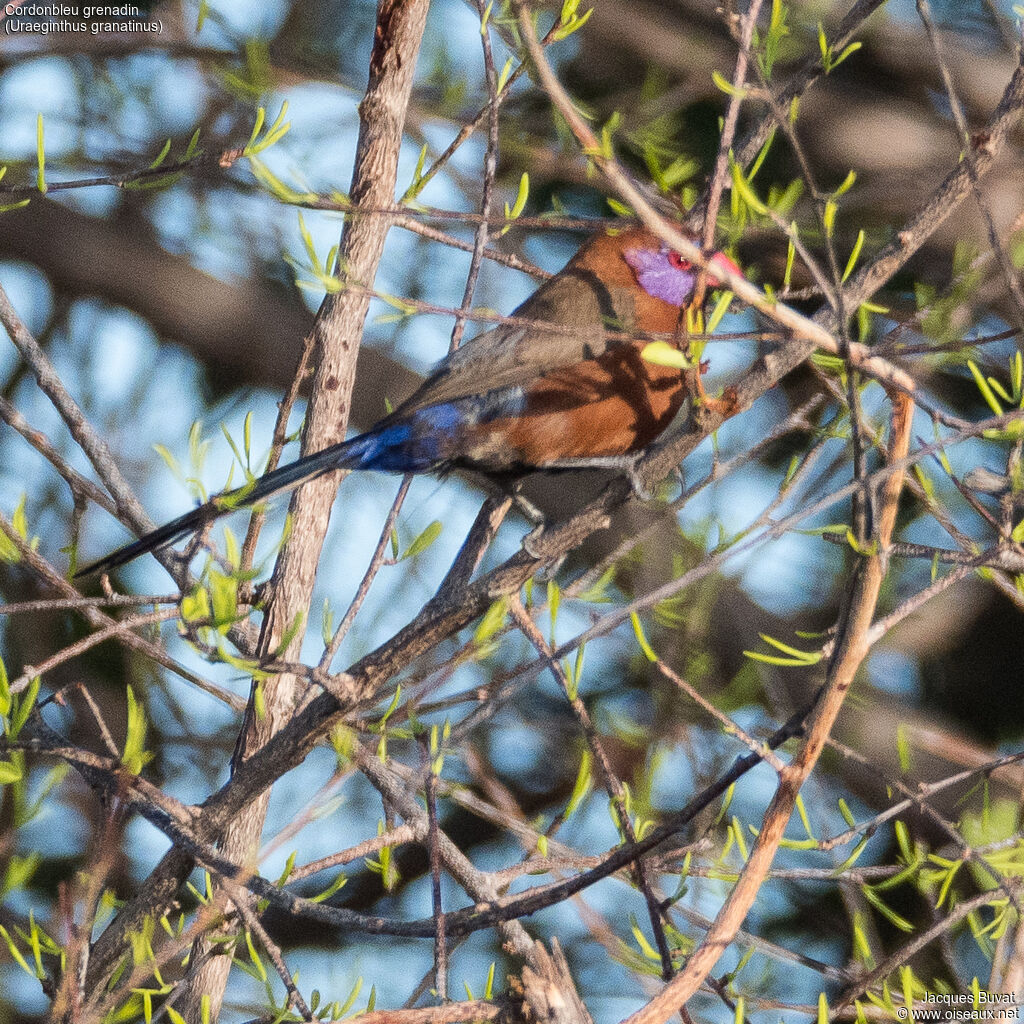 Violet-eared Waxbill male adult breeding, habitat, aspect, pigmentation