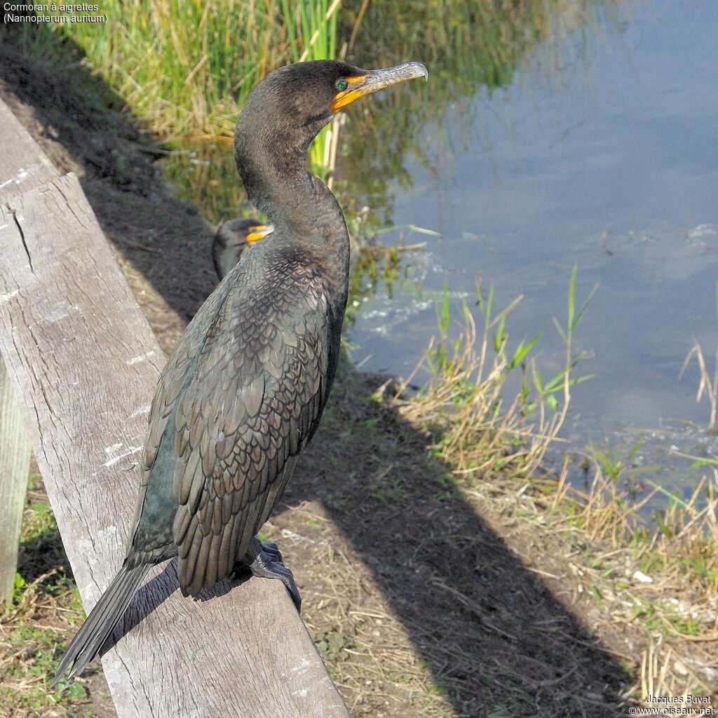 Cormoran à aigrettesadulte internuptial, portrait, composition, pigmentation