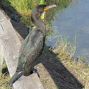 Cormoran à aigrettes