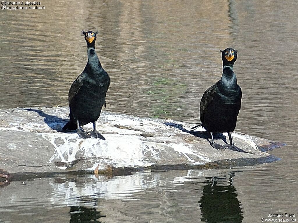 Cormoran à aigrettesadulte nuptial, composition, pigmentation