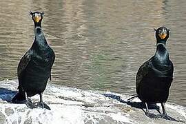 Double-crested Cormorant