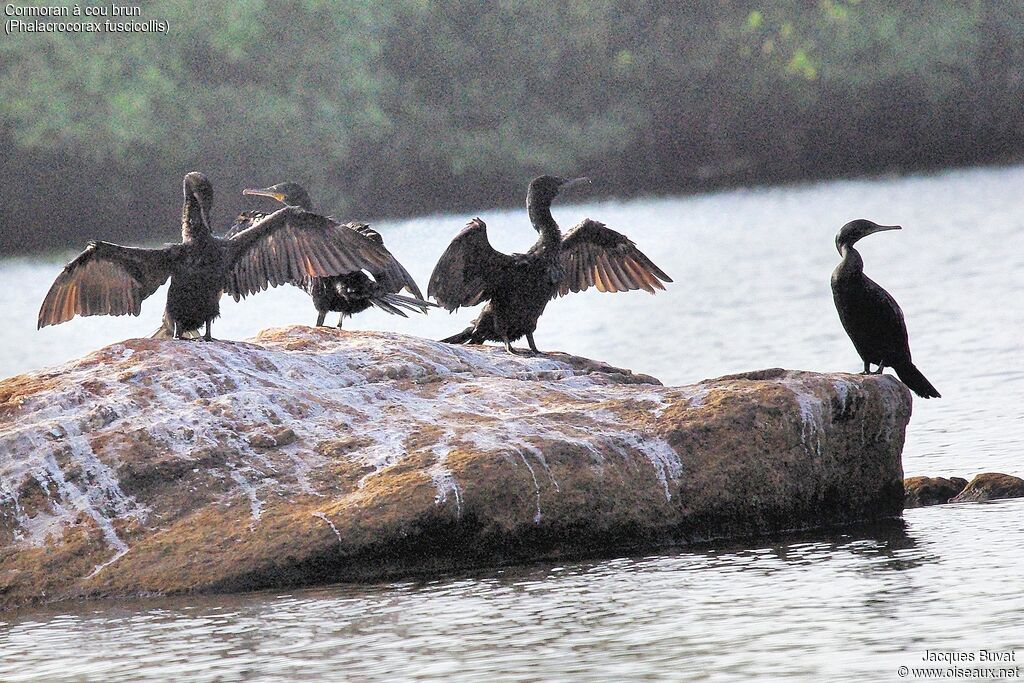 Indian Cormorantadult