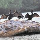 Cormoran à cou brun