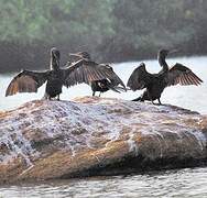 Cormoran à cou brun