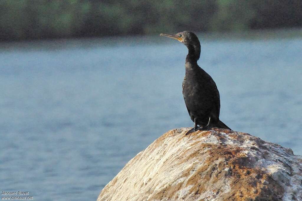 Indian Cormorantadult post breeding, identification