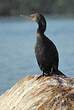 Cormoran à cou brun