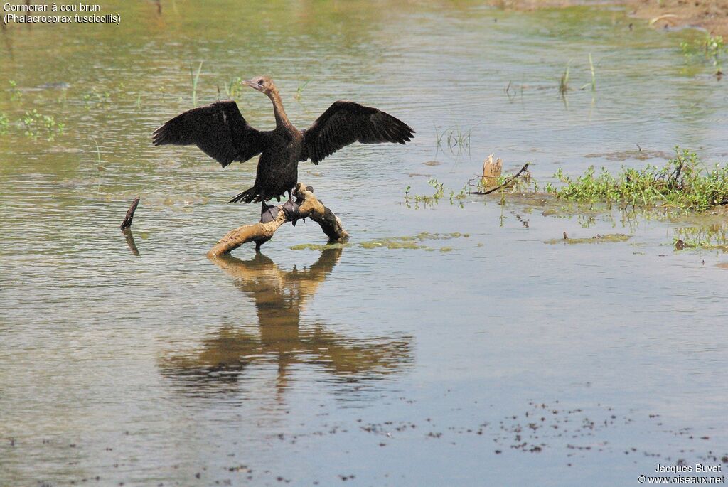 Cormoran à cou brunadulte internuptial