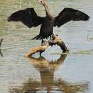 Cormoran à cou brun