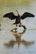 Indian Cormorant