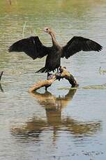 Cormoran à cou brun