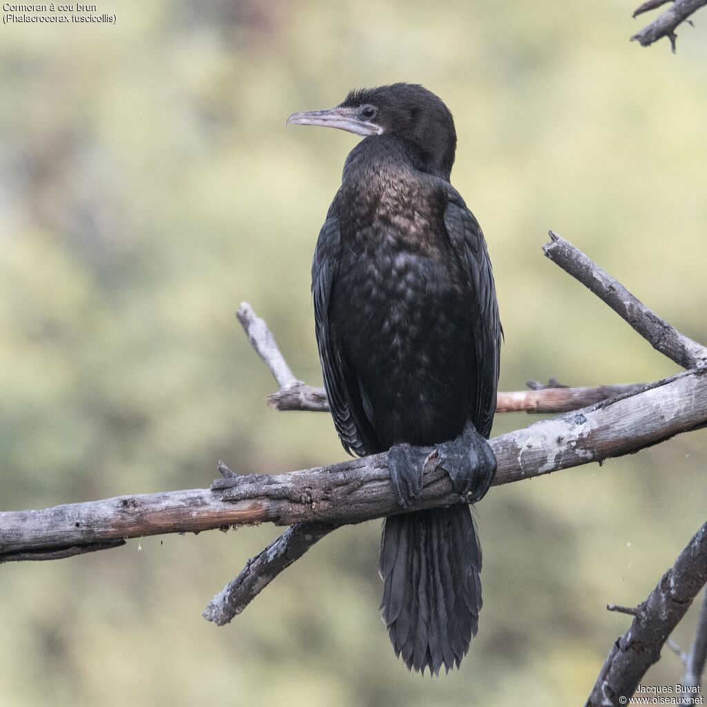 Indian Cormorantadult post breeding, close-up portrait, aspect, pigmentation