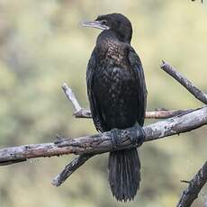 Cormoran à cou brun