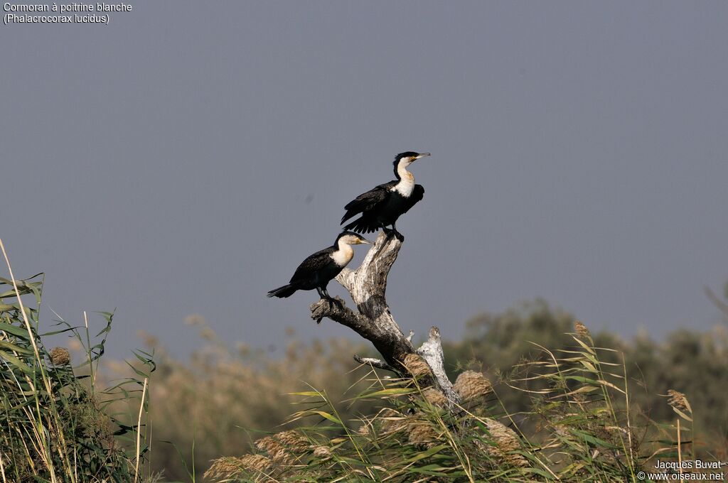 White-breasted Cormorant