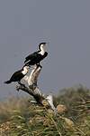 Cormoran à poitrine blanche