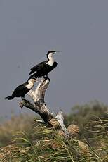 Cormoran à poitrine blanche