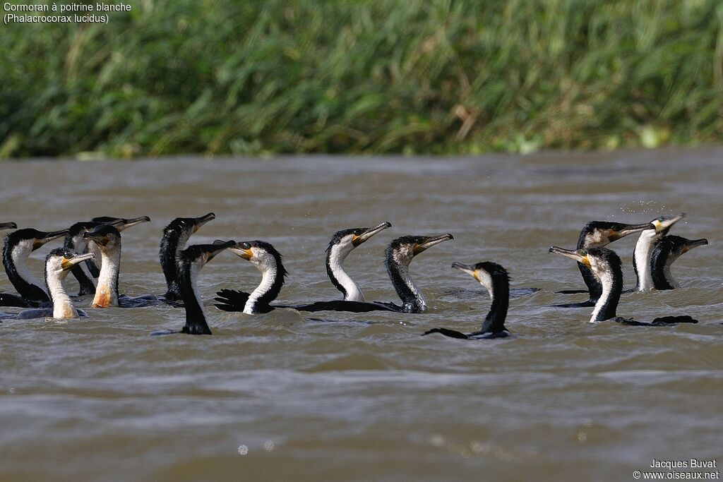 Cormoran à poitrine blancheadulte