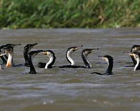 Cormoran à poitrine blanche