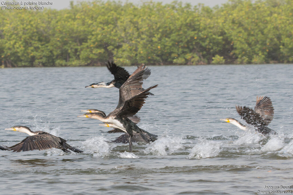 White-breasted Cormorantadult, Flight