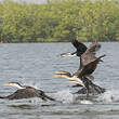 Cormoran à poitrine blanche